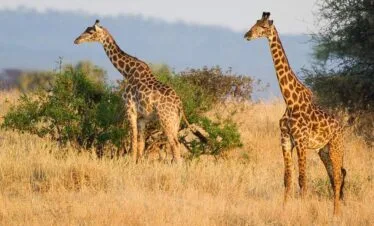 4-Day 3 nights Maasai Mara & Lake Naivasha Wildlife Adventure