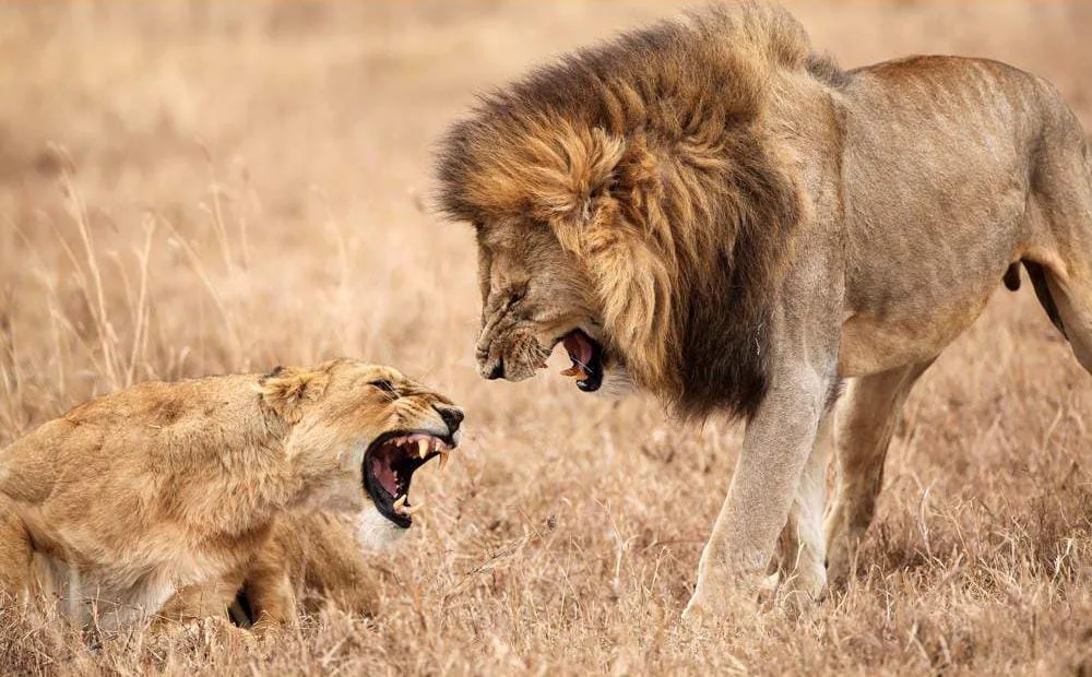 Safari wildlife viewing