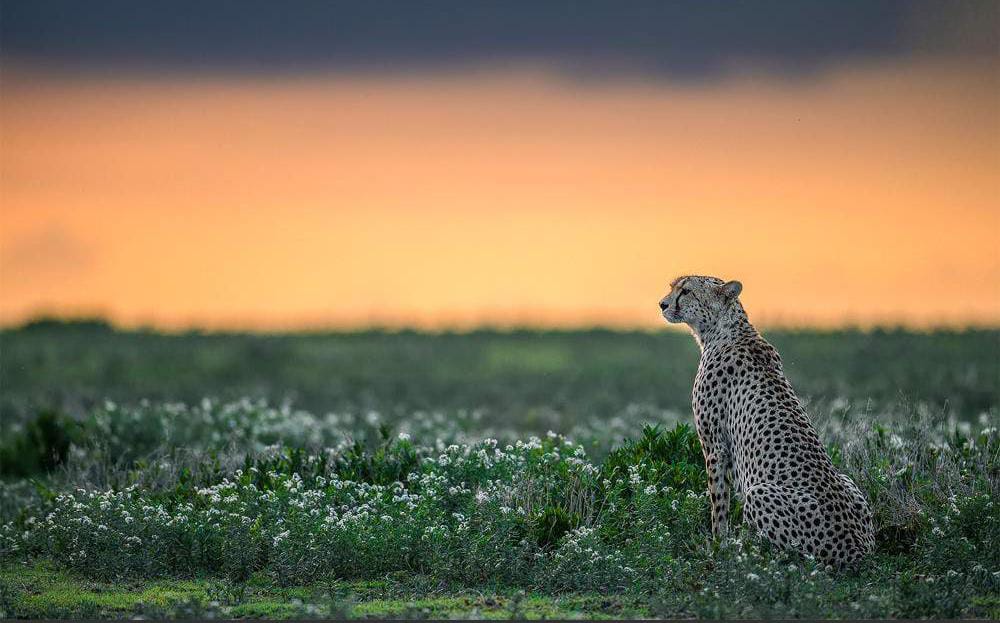 Kenya wildlife in natural habitat
