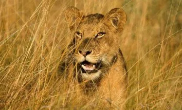 4-Day 3 nights Safari Adventure in Amboseli and Tsavo National Parks