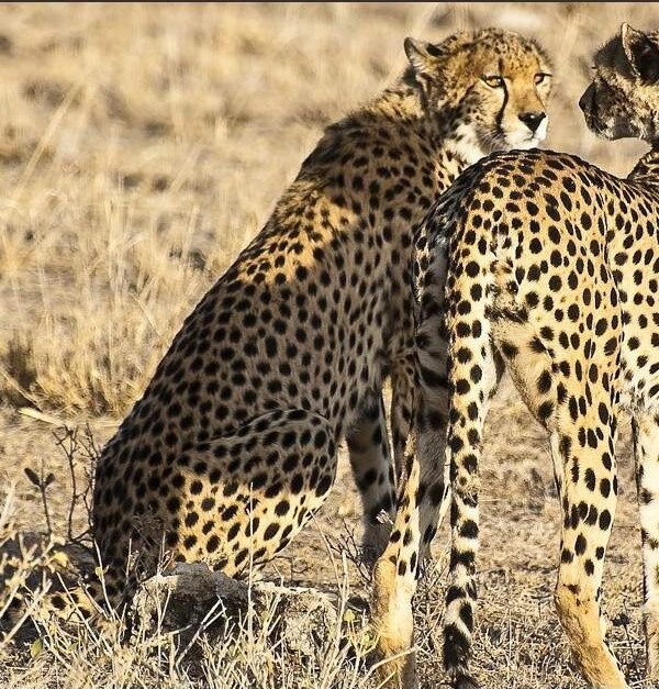 Masai_Mara_National_Reserve_014 (1)