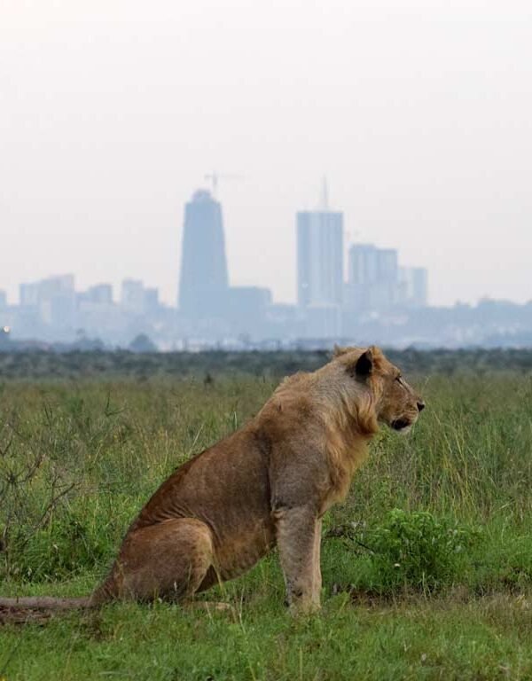 featured-Nairobi-National-Park-Maciej-Sudra_12