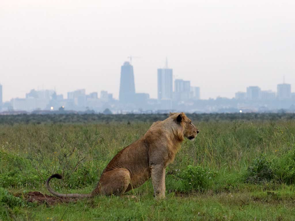 Lions roaming Nairobi National Park with the Nairobi city skyline visible in the background