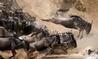 5-Day 4 nights Safari Adventure: Exploring Maasai Mara, Lake Naivasha & Lake Nakuru