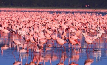 5-Days 4 nights Adventure: Samburu Reserve & Lake Nakuru Safari Exploration