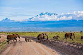 amboseli 1