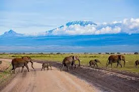 Elephants roaming Amboseli National Park with Mount Kilimanjaro in the background