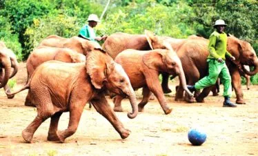 1-Day Nairobi Park & David Sheldrick Wildlife Tour