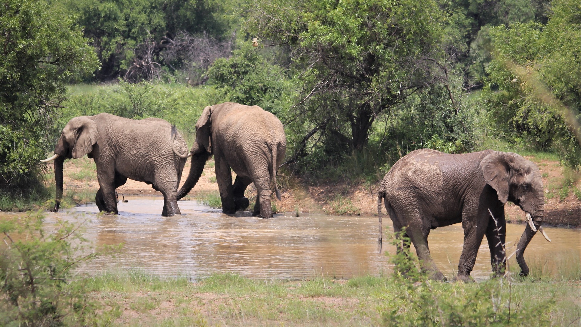 Herd of African elephants walking on the savanna during a safari