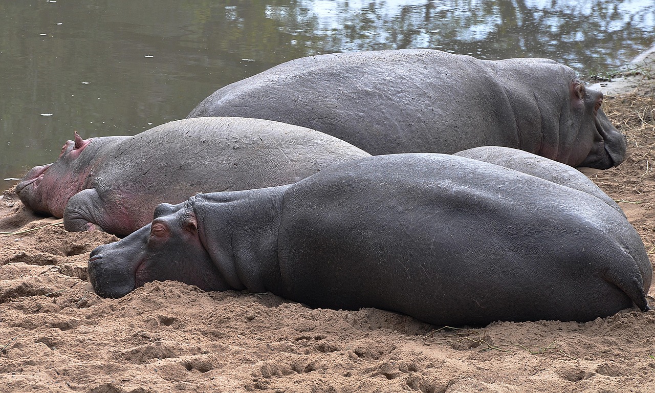 Hippo emerging from water with mouth slightly open