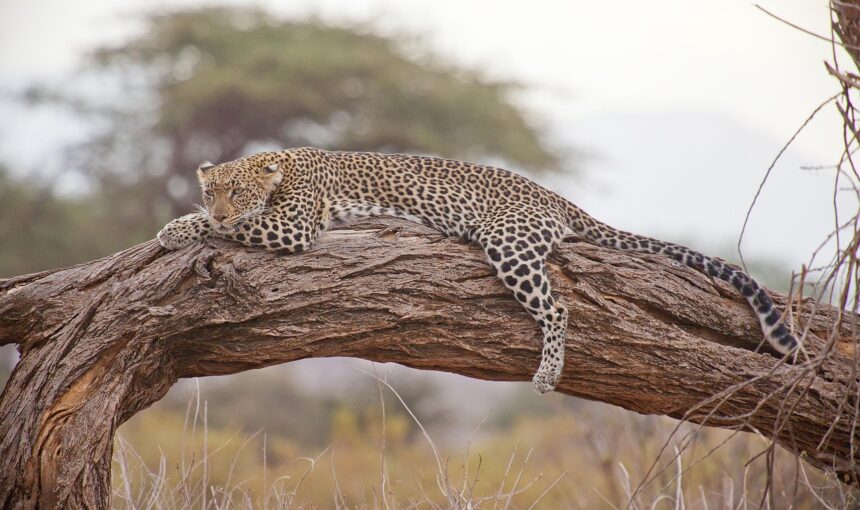 African safari prices