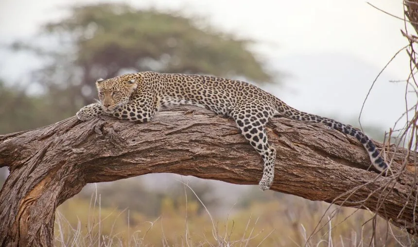 Top 10 Safari parks In Kenya & Tanzania