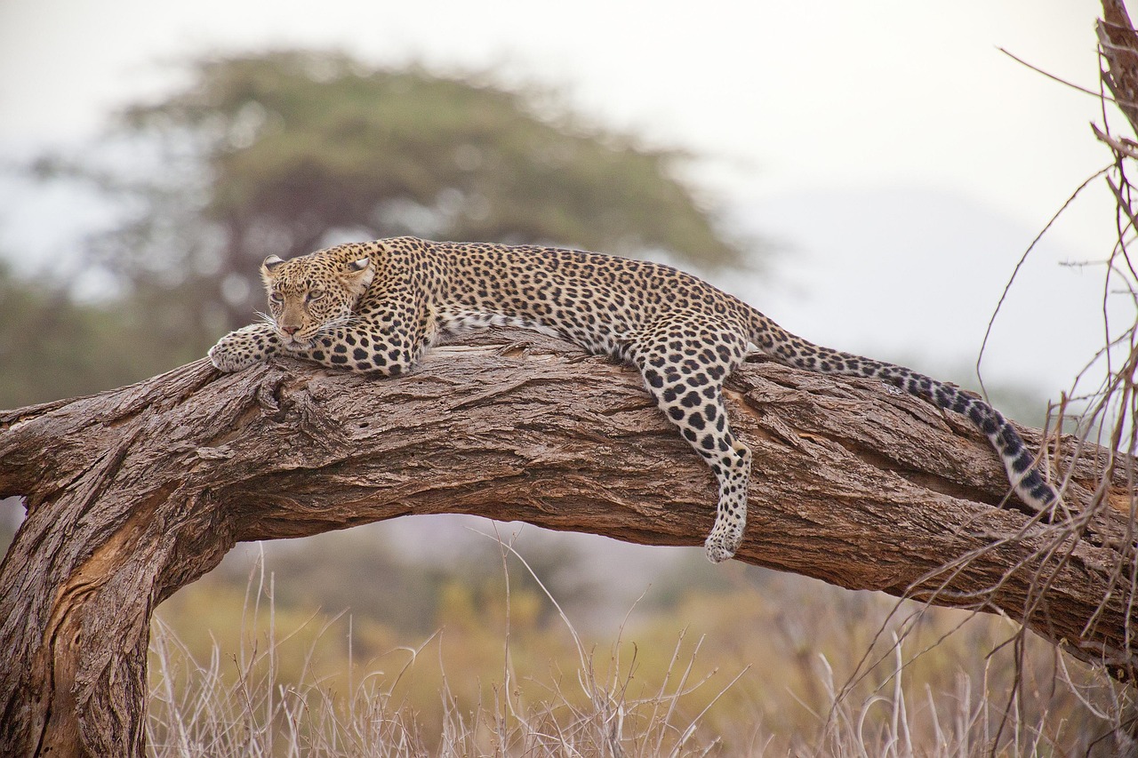 Leopard lounging on a tree branch