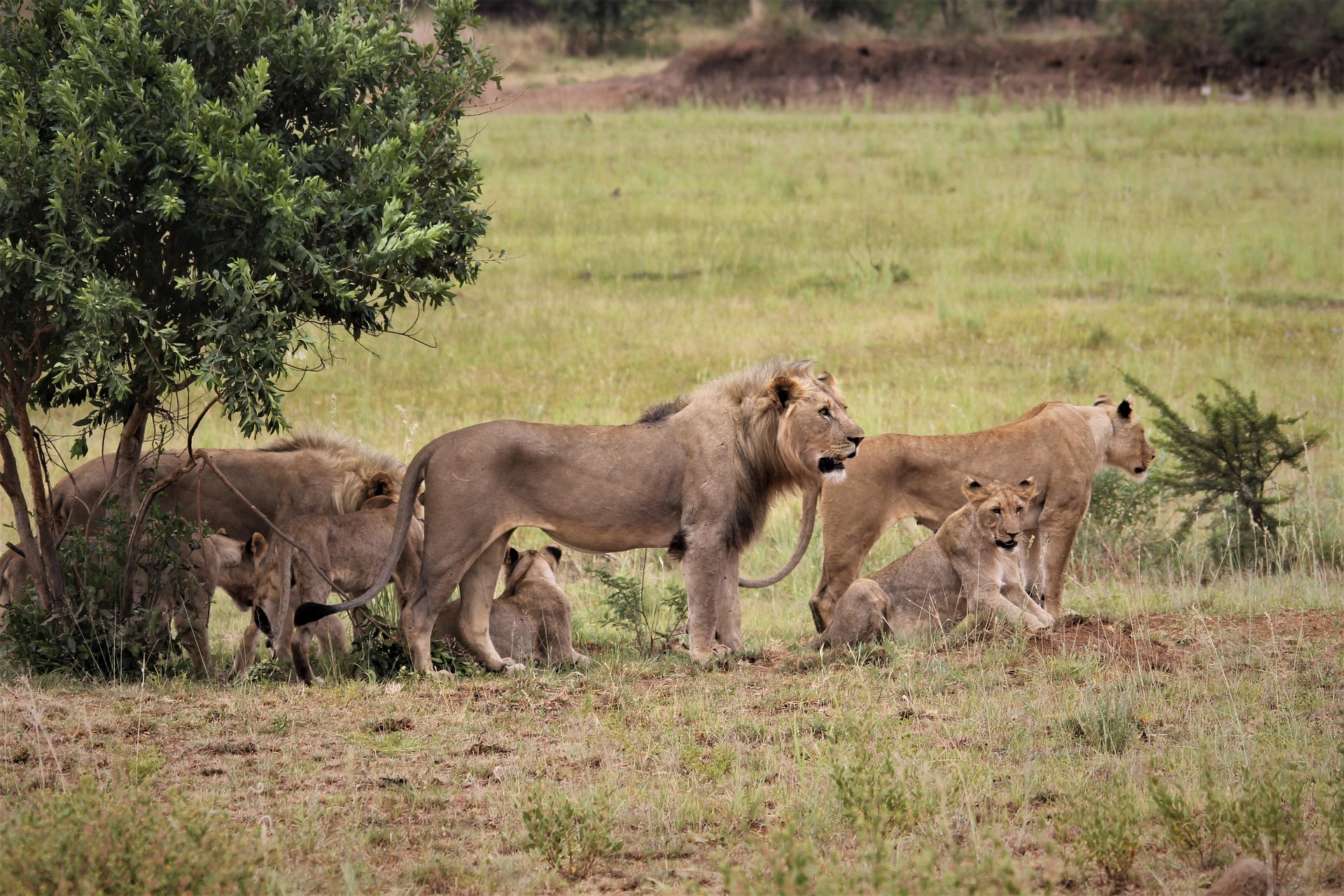 Lion pride resting in the shade in Kenya
