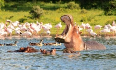 7-Day 6 nights midrange Safari Journey Through Kenya’s Legendary Wildlife Reserves