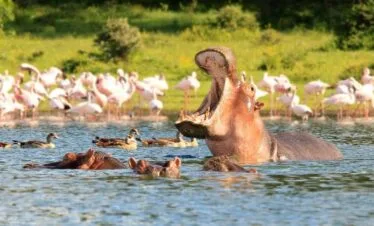 7-Day 6 nights midrange Safari Journey Through Kenya’s Legendary Wildlife Reserves