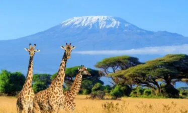 11-Day Essence of Africa: A Journey Through Tanzania & Kenya