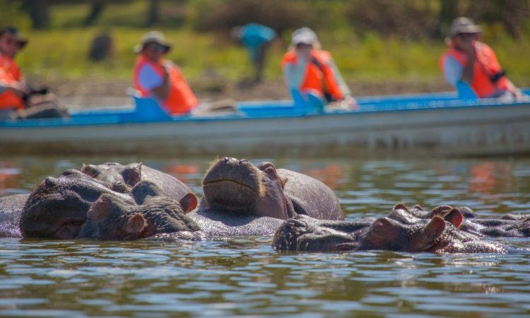 Lake Naivasha Hippopotamus