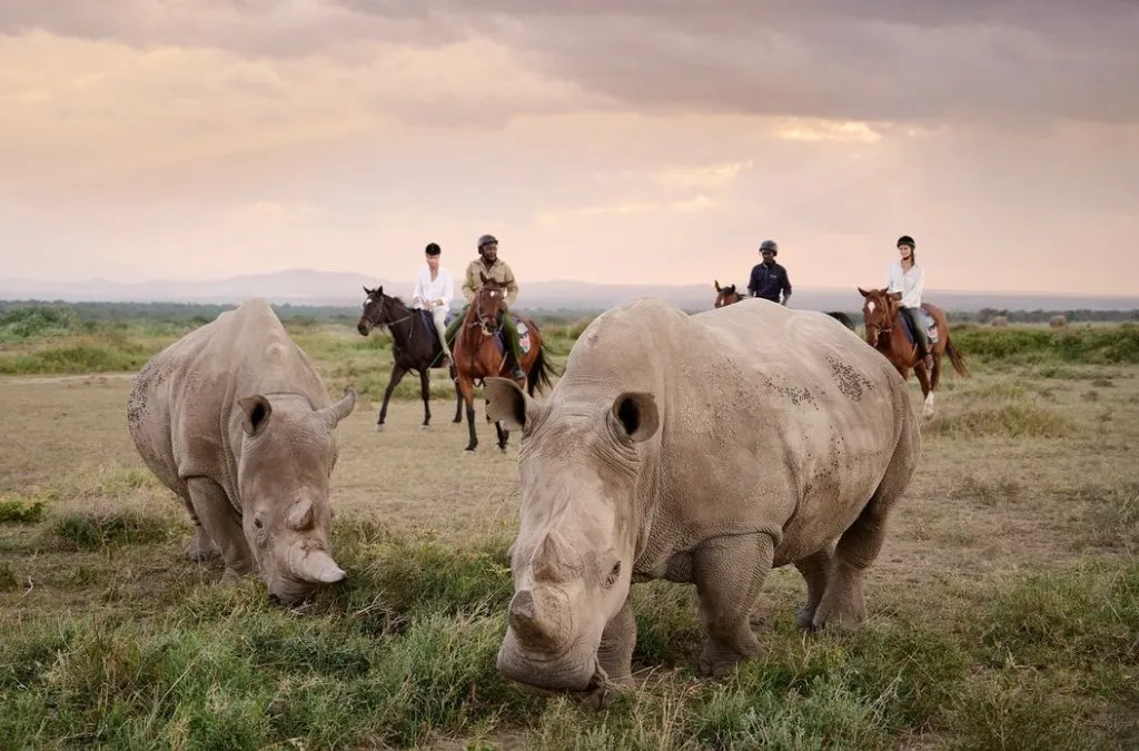 Ol Pejeta Conservancy rhinos