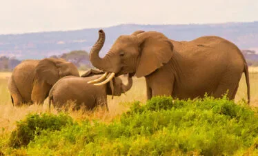 6 Days 5 nights Exploring Maasai Mara, L.nakuru, Amboseli