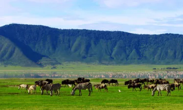 8-Day 7 nights Kenya & Tanzania Safari Adventure: Exploring Maasai Mara, Serengeti, Ngorongoro, and More