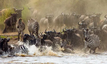 6 Days and 5 Nights of Unforgettable Exploration in Amboseli, Lake Naivasha, and Maasai Mara