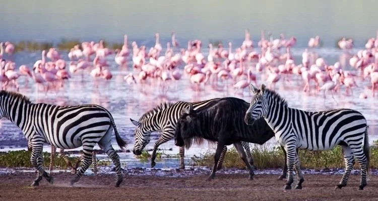 Aerial view of Lake Nakuru National Park with pink flamingos lining the shore