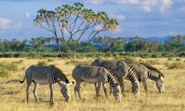 A 3 Day 2 Nights Samburu Special Five  Safari