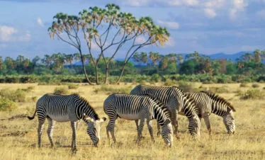 A 3 Day 2 Nights Samburu Special Five  Safari